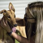 New greyhound rules from May 1 thumbnail
