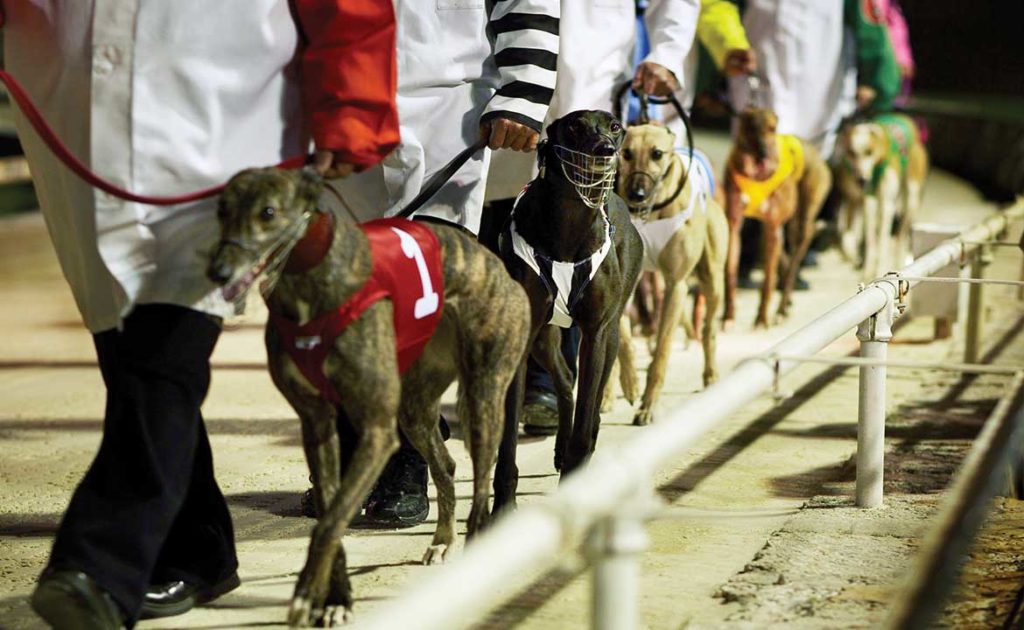 NSW Announcement re Greyhound Racing thumbnail