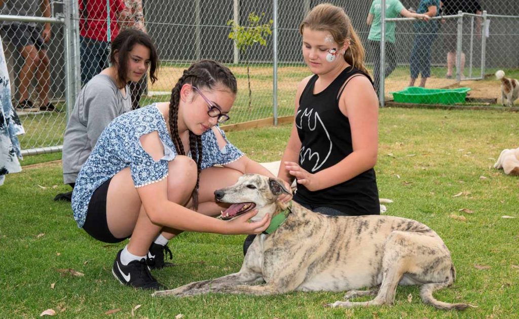 RWWA’s Greyhounds as Pets Open Day thumbnail
