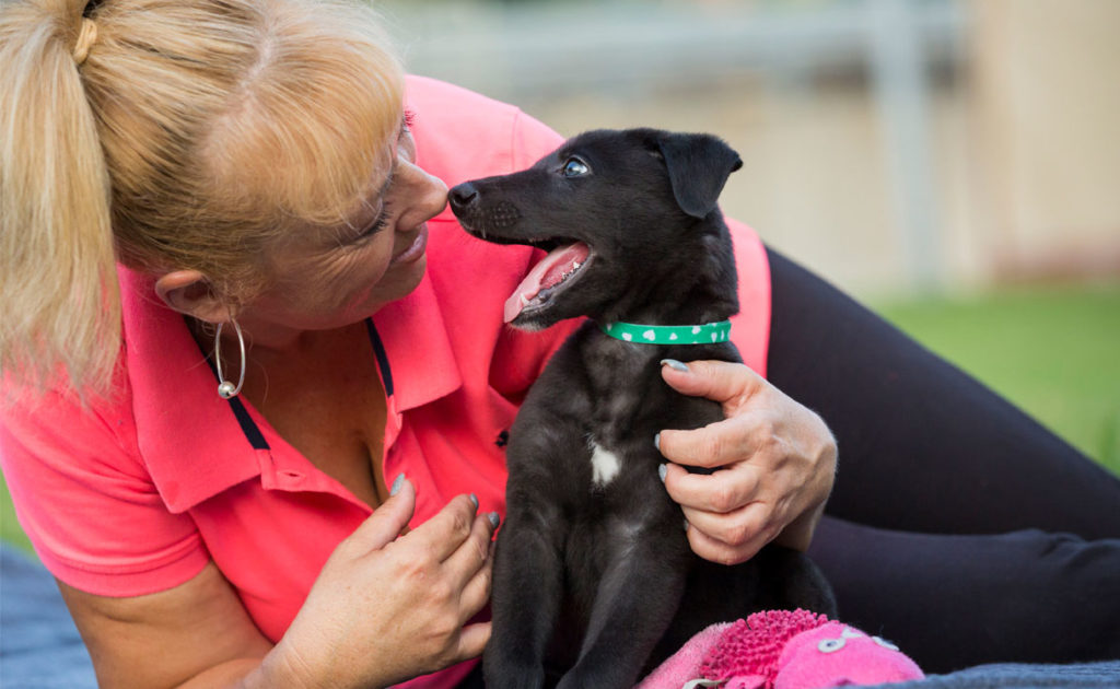 Leap Lead Love – WA Greyhound Racing Uncovered thumbnail