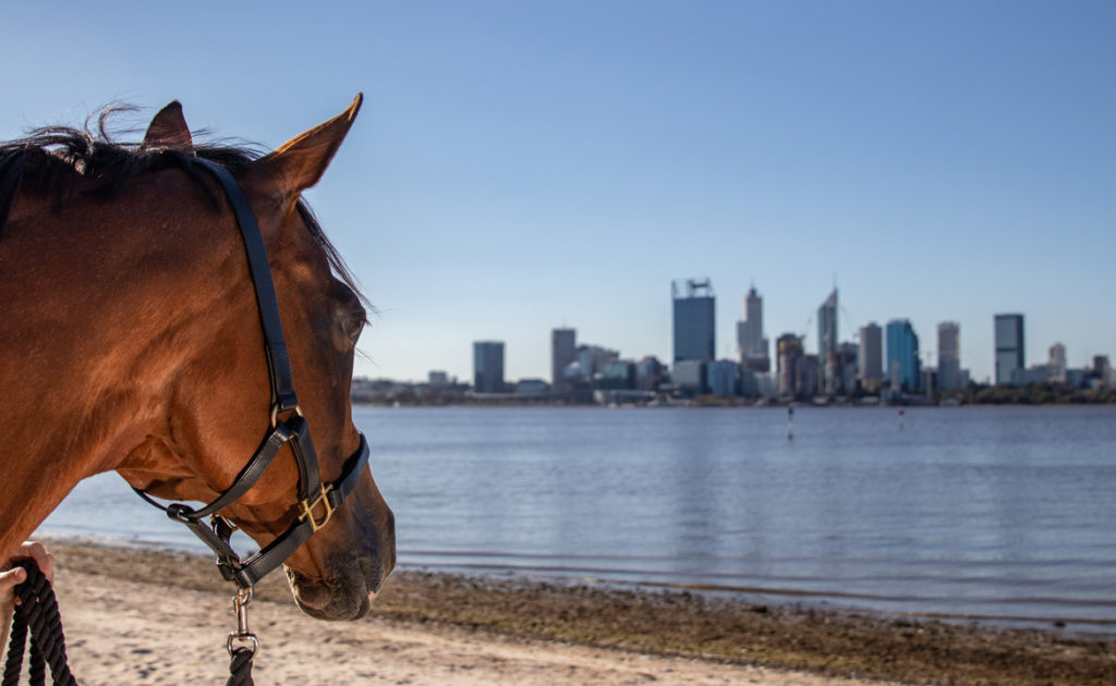 WA Government’s Racing Reform Package Announcement thumbnail