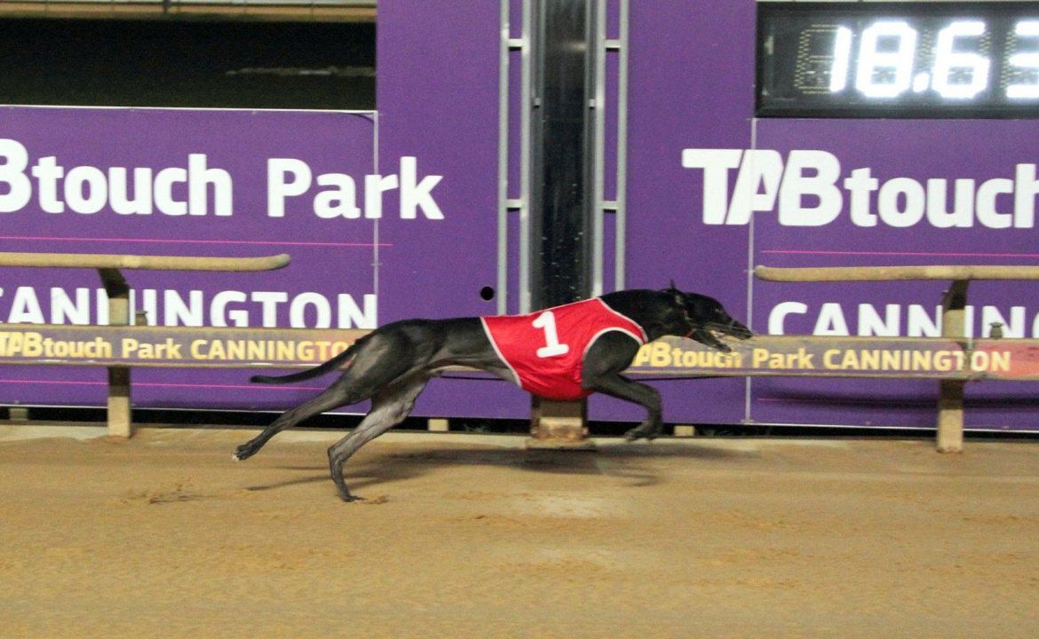 Perth Cup Runner-Up Hecton Bale