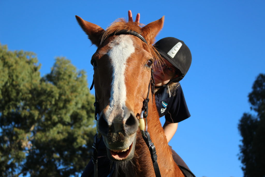 Community TAB Supports HorsePower Horses through COVID-19 crisis thumbnail