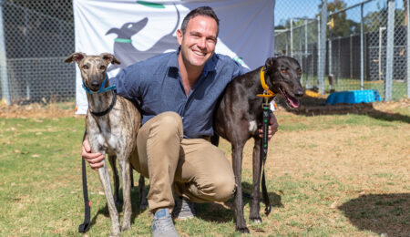 Greyhounds as Pets WA Announces Adoption Month thumbnail
