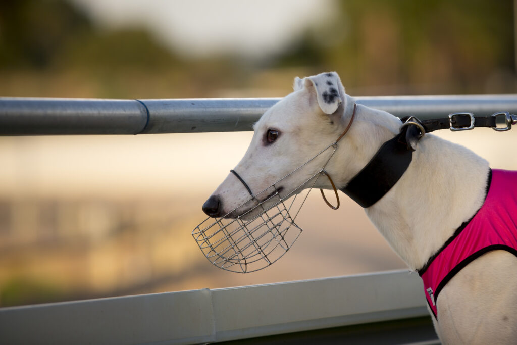 Greyhounds Australasia seek new leader thumbnail