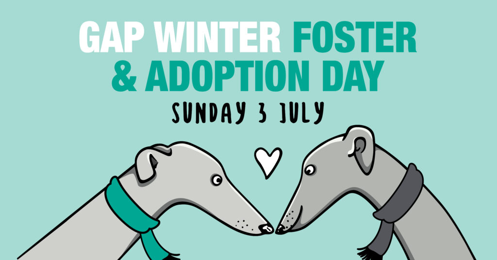 Greyhounds as Pets WA Winter Foster and Adoption Day thumbnail