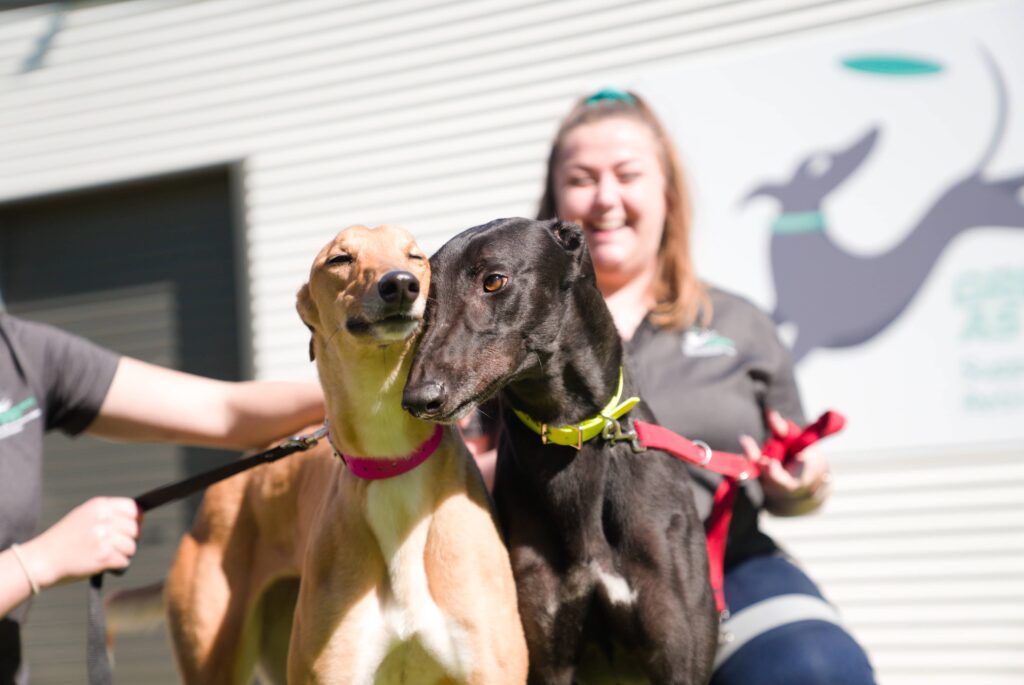 Greyhounds as Pets WA adoption and foster evening thumbnail