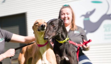 Greyhounds as Pets WA adoption and foster evening thumbnail