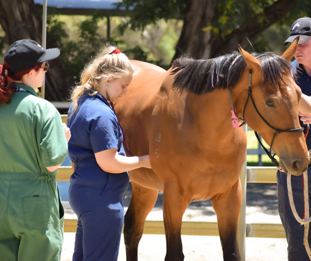 Research fund brings focus to horse welfare thumbnail